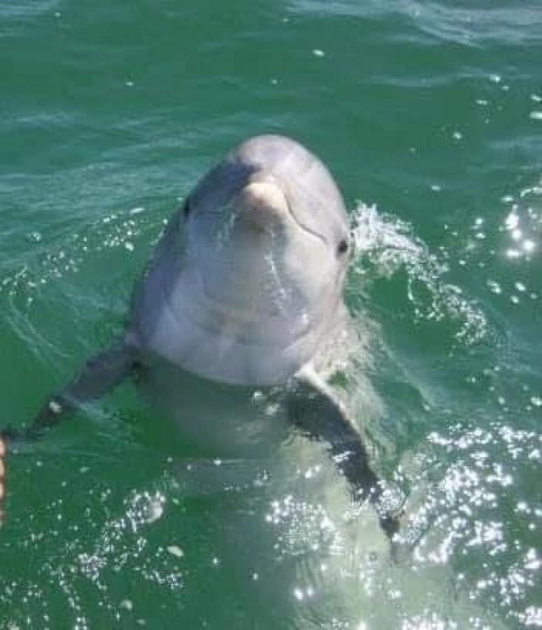 Holiday home Sunbird 0208e 'dolphin Watch'